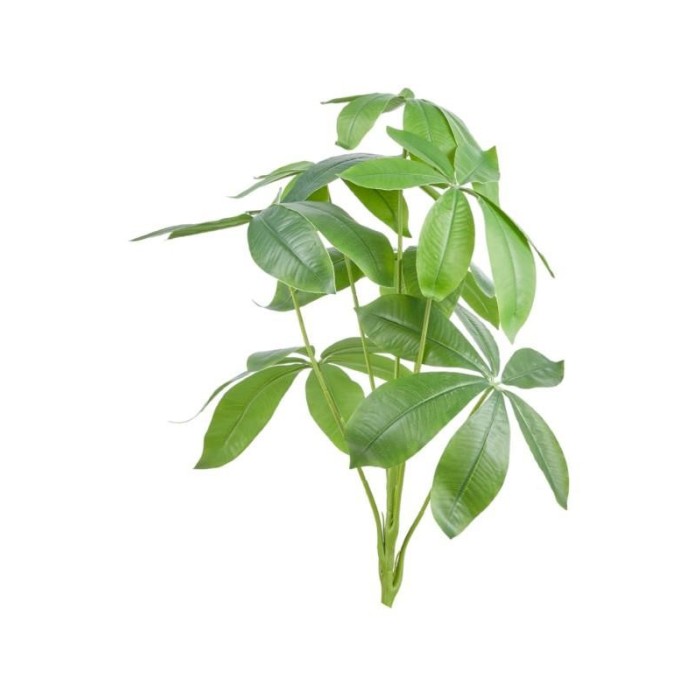 CIUFFO CEIBA PENTANDRA X7 CM55